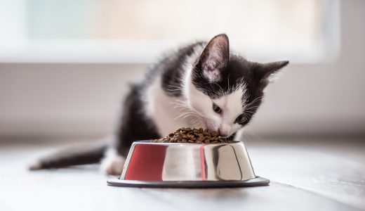 子猫はカリカリのキャットフードをいつから食べられる？切り替える時期や方法、注意点は！離乳食からドライフードに変えるタイミングとは！